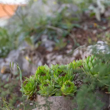 Dom wakacyjny Rustica House Skradin